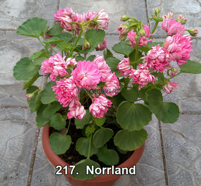 Пеларгония Norrland