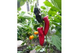 сорт Амфора