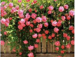 ПЛЕТИСТЫЕ РОЗЫ