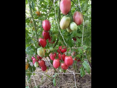 Томат Косентино сел Клауди (Cosentino sel Claudia), Италия