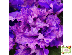 ВаТ-Инопланетянин (Т. Валькова) 2015 г.