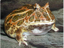Рогатка Кранвелла (Ceratophrys cranwelli)