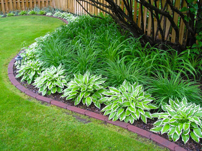 Хоста в ассорт.