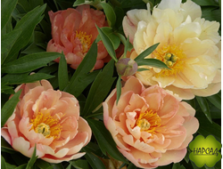 ПИОН ДРЕВОВИДНЫЙ "СИНГИНГ ИН ЗЕ РЕЙН" ИТО (хамелеон) зимовавший взрослый саженец