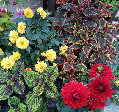 Колеус Combat в композициях с другими цветами