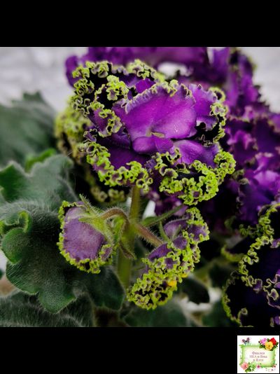 АВ-Гром и Молнии (Фиалковод) 2019 г.