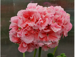 Пеларгония Ирида Антошка