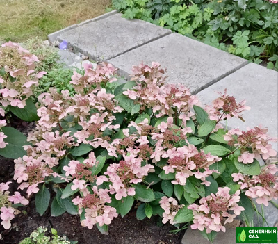 Гортензия метельчатая "Polestar" (Полистар)