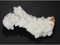 Коралл белый, коллекционный образец, Китай (48*24*15 мм, 11 г) №37696