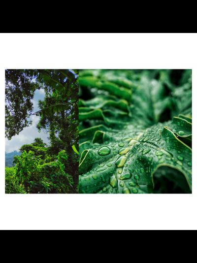 FLEUR DE FOUDRE PIERRE GUILLAUME