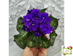 Sterling Trinket (E. Champion) (лист посажен 30.01.26)