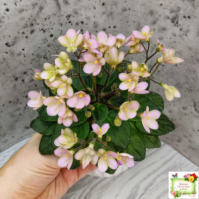 Morgan's Sweet Patootie (С.Eros)