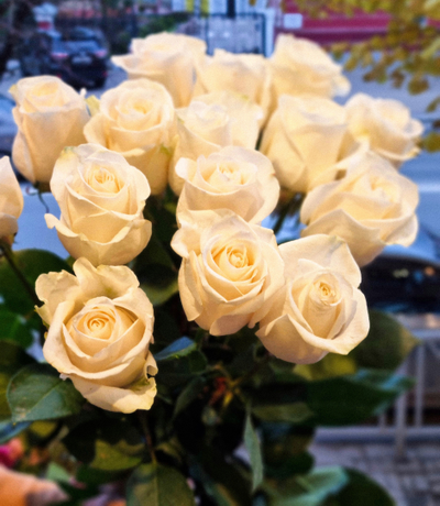 Роза Эквадор "Венделла" 80 см 15 шт