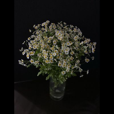 Ромашка кустовая танацетум 25 шт