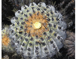 Copiapoa tenebrosa JN1307 (Чехия) - 10 семян