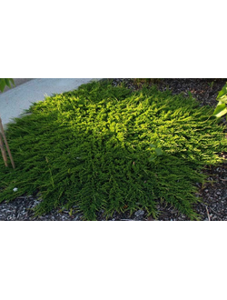 Можжевельник обыкновенный Грин Карпет, С3