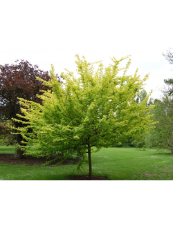 Клён полевой Postelense