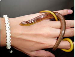 Южнокитайская панцирная веретеница (Ophisaurus harti)