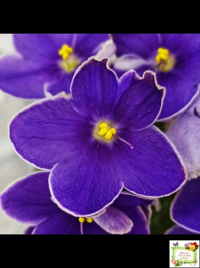 АВ-Контрольный Выстрел (Фиалковод) 2020 г. (пестролистный гёрл)