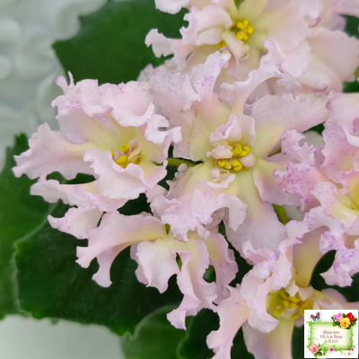 РМ-Солнечное Конфетти (Н. Скорнякова) 2022 г.