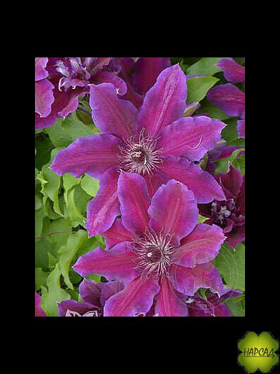 Клематис &quot;Май Бьюти&quot; (2 группа обрезки) саженец 3 года