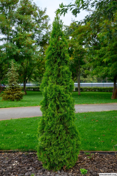 Туя Пирамидалис Компакта - Pyramidalis Compacta