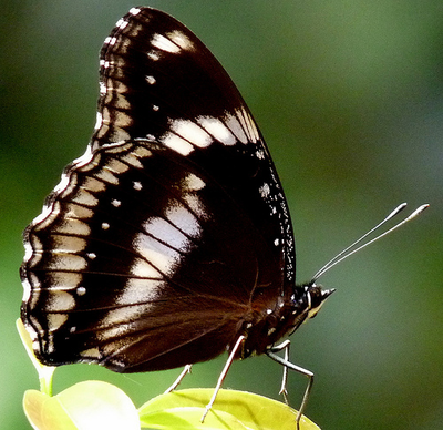 Салют 5 бабочек одного вида