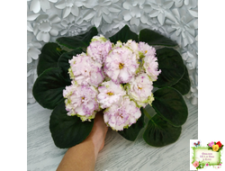 Фея (Т. Л. Дадоян)