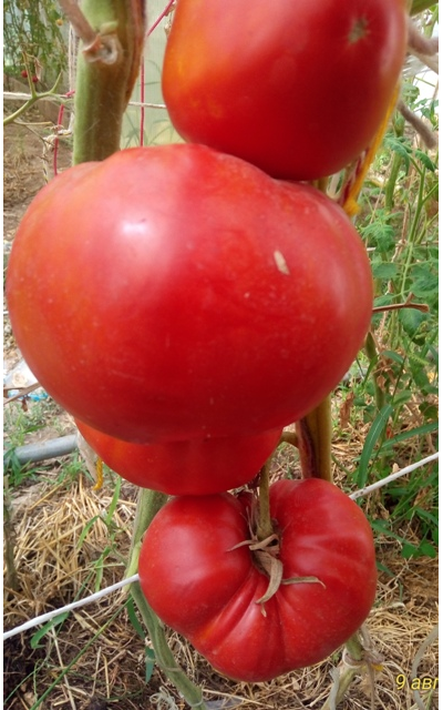 Томат Райское наслаждение