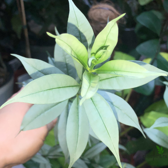 Алламанда карликовая (Allamanda sp.‘Silver leaf’ (yellow flower)