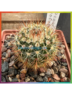 Notocactus roseoluteus