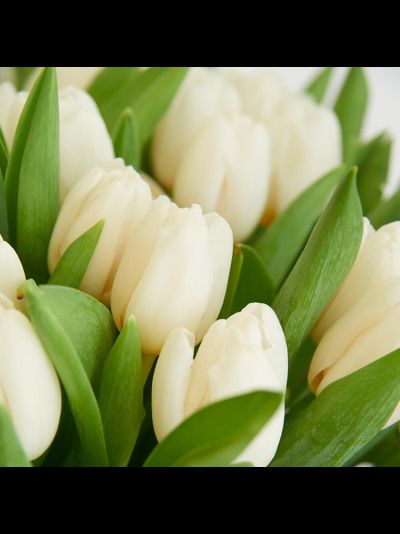 51 белый тюльпан в корзине
