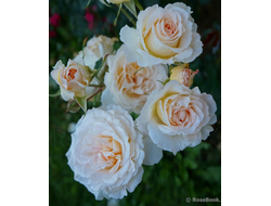 Poustinia (Поустиния) флорибунда