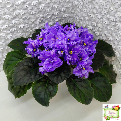 МТ-XXL Эльф (М. Тотиева) 2022 г.