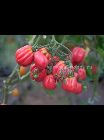 Томат Gezante Tomato Buhrer-Keel (Зубчатый Помидор), 10 шт