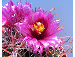 Ferocactus fordii SB1244 - 5 семян