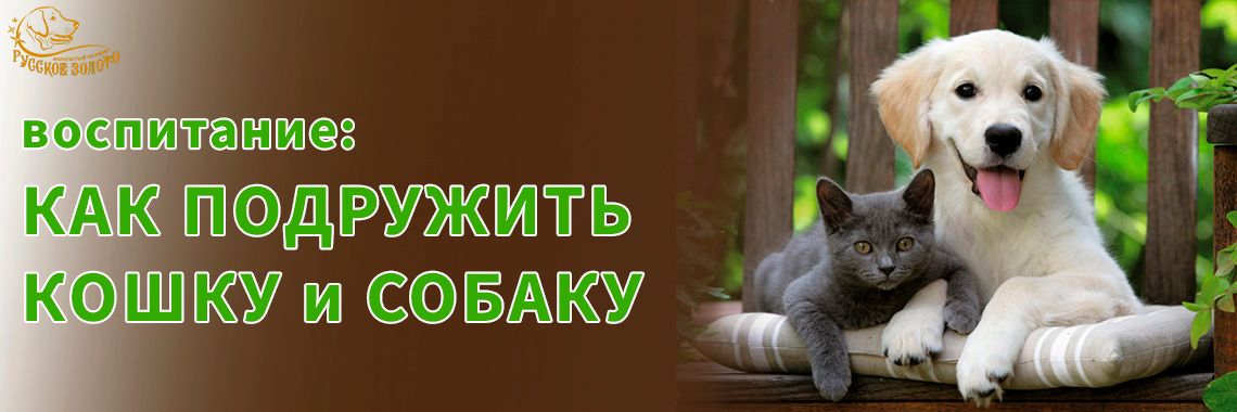 Как подружить кошку и собаку