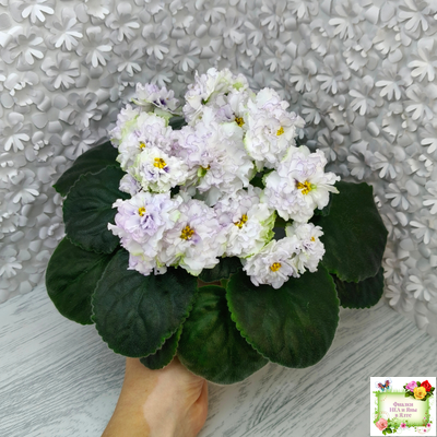 РМ-Прекрасный Жемчуг (Н. Скорнякова) 2022 г.