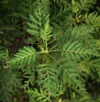 Полынь Гмелина (Artemisia gmelinii) 5 мл - 100% натуральное эфирное масло