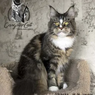 Волгоградский питомник Мейн кунов GangsterCat. Сайт: www.gangstercat.ru Тел: +7 (917) 335-09-66 (WhatsApp, Viber, Telegram), Татьяна.