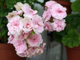 ОЧ-Madpearl Rose - пеларгония карликовая - описание сорта, фото - купить черенки в Перми и почтой