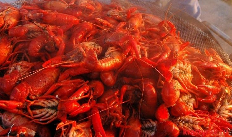 Раки в кипяченом рассоле