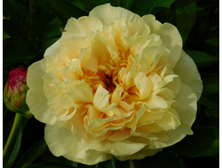 Пион Sunny Girl (Санни Гёл)