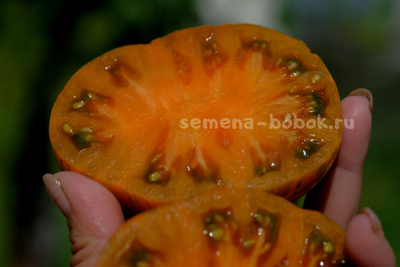 Томат Jipaulia (Джипаулия), 10 шт