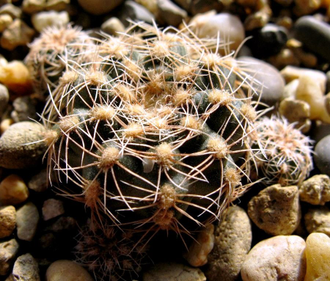 Gymnocalycium bruchii ssp.shimadae GN 531 (D=15-18мм)