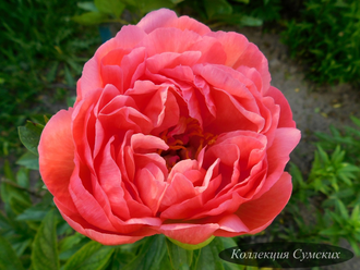 Пион Coral Charm (Корал Шарм)