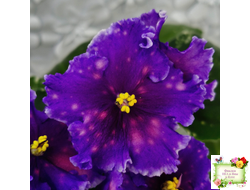 Nik-Сокровище Каравана (Н. Булко) 2022 г.