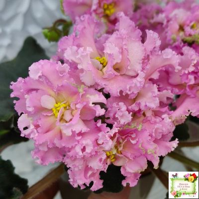 РМ-Саломея (Н. Скорнякова) 2019 г.