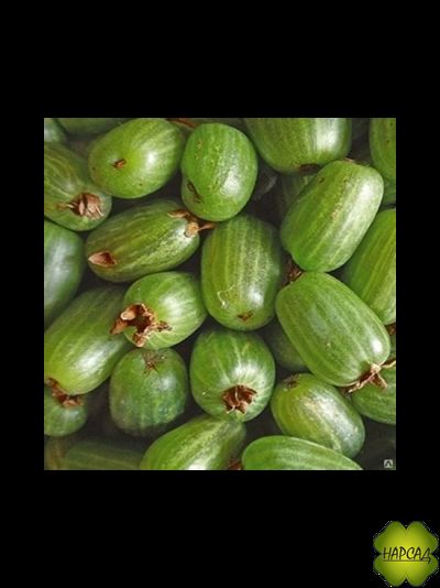 АКТИНИДИЯ (коломикта) "НАХОДКА"