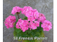Пеларгония Frensis Parrett